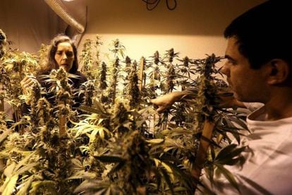 Duas pessoas inspecionam plantas de maconha em Montevidéu.