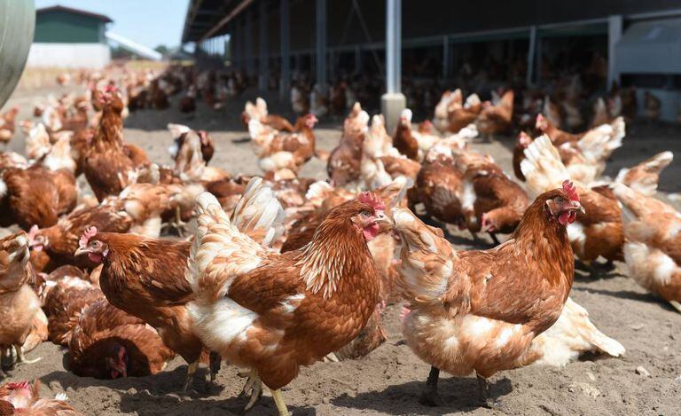 Galinhas em uma granja, em uma imagem de arquivo.