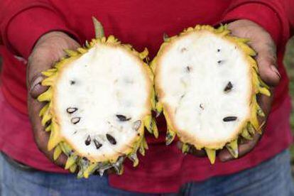 Fruta da 'Annona mucosa', espécie domesticada pelos indígenas