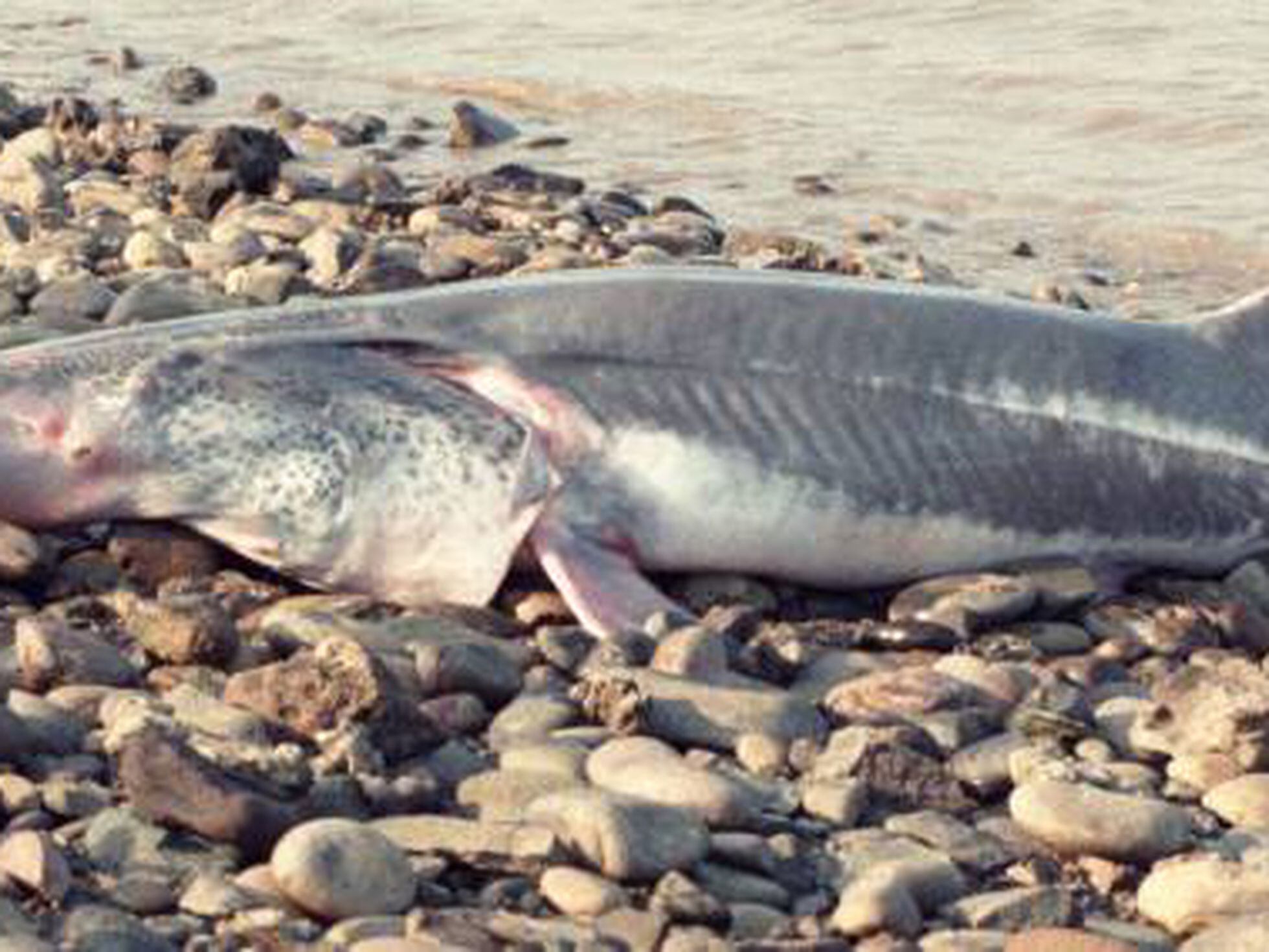 EUA adicionam peixe esturjão-chinês à lista de animais ameaçados de  extinção