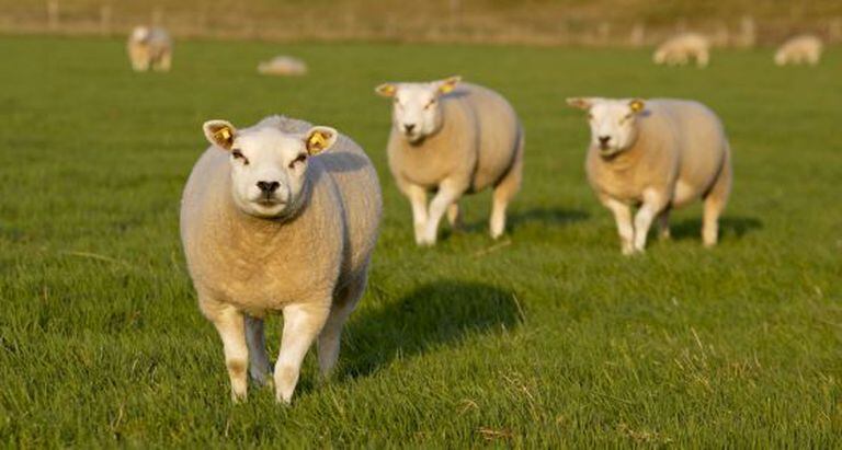 Ovelhas da raça Texel utilizadas para obter o genoma da espécie.