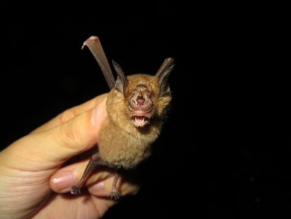 Um morcego da espécie ‘Rhinolophus sinicus’, uma das analisadas no estudo. 