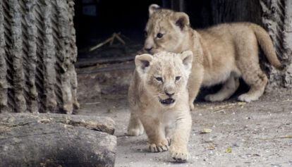 Dois filhotes de leão num zoo de Copenhague em 2013.