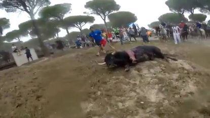 O touro caiu quase 20 minutos após sair ao campo de Tordesillas.