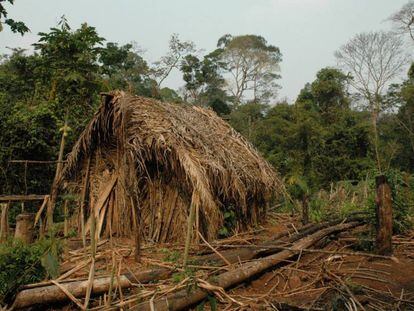 Cabana do “Índio do Buraco”, na terra indígena Tanaru, em Rondônia.