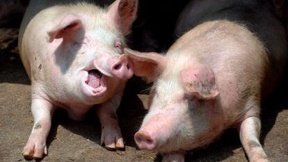 Porcos em uma fazenda de Qingdao (China).