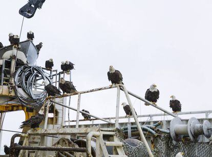 As águias que povoam Dutch Harbor e aterrorizam os moradores se lançam sobre cada barco que chega ao porto, onde disputam as iscas e os peixes.