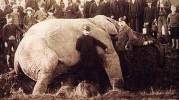 Jumbo, depois da colisão com um trem em setembro de 1885 em St. Thomas, Ontário (Canadá). O animal já estava morto quando a imagem foi feita.