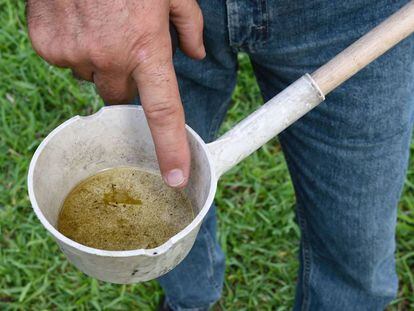 Morador da Flórida mostra larvas de mosquito encontradas em sua casa em Miami.
