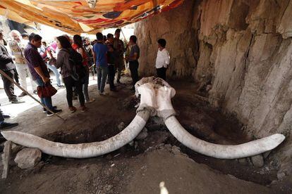 Vista geral dos restos de exemplares de mamutes encontrados em armadilhas artificiais.