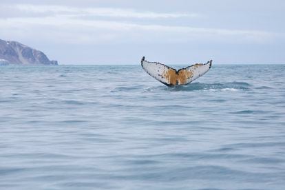 Baleia-jubarte em águas da Antárdita próximo à Ilha do Elefante, em 15 de janeiro. A bordo do navio, Arctic Sunrise, do Greenpeace.