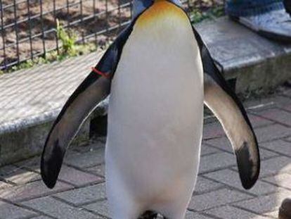 O pinguim mais conhecido como Sir Nils Olav.