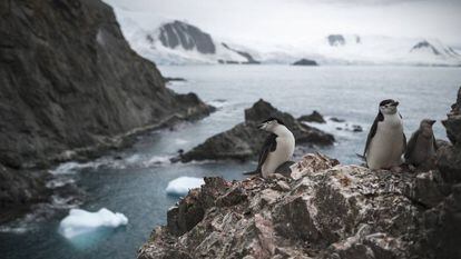 Um grupo de pinguins na Antártida em 11 de fevereiro.