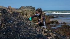 Uma voluntária ajuda a limpar as pedras na praia da Pedra do Sal, na Bahia.