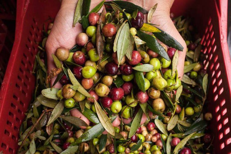 Colheita das oliveiras em produção artesanal