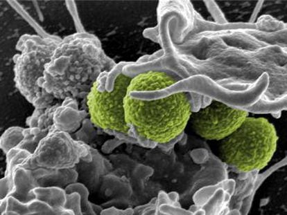 Bactéria das fossas nasais elimina vários dos patogênicos mais comuns e resistentes