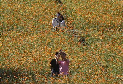 Casais tiram fotos em campo de flores no Parque Olímpico de Seul, na Coreia do Sul.
