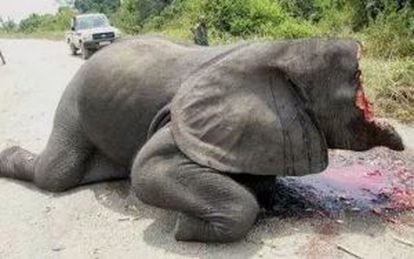 O cadáver do elefante Satao, mutilado por traficantes de marfim.