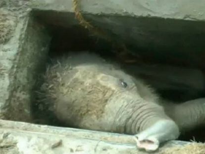 A criança de elefante atrapada no escoadouro.