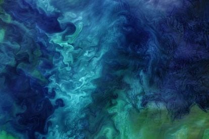 Explosão de vida: toda primavera o degelo no mar de Chukotka expõe o oceano à luz solar, o que provoca o florescimento em grande escala do fitoplâncton que está na base do ecossistema. 