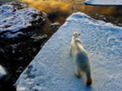 O degelo do Polo Norte está abrindo fronteiras antes inacessíveis. A extração de petróleo ameaça um ecossistema imprescindível