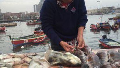 Uma peixaria no porto da cidade chilena de Antofagasta.