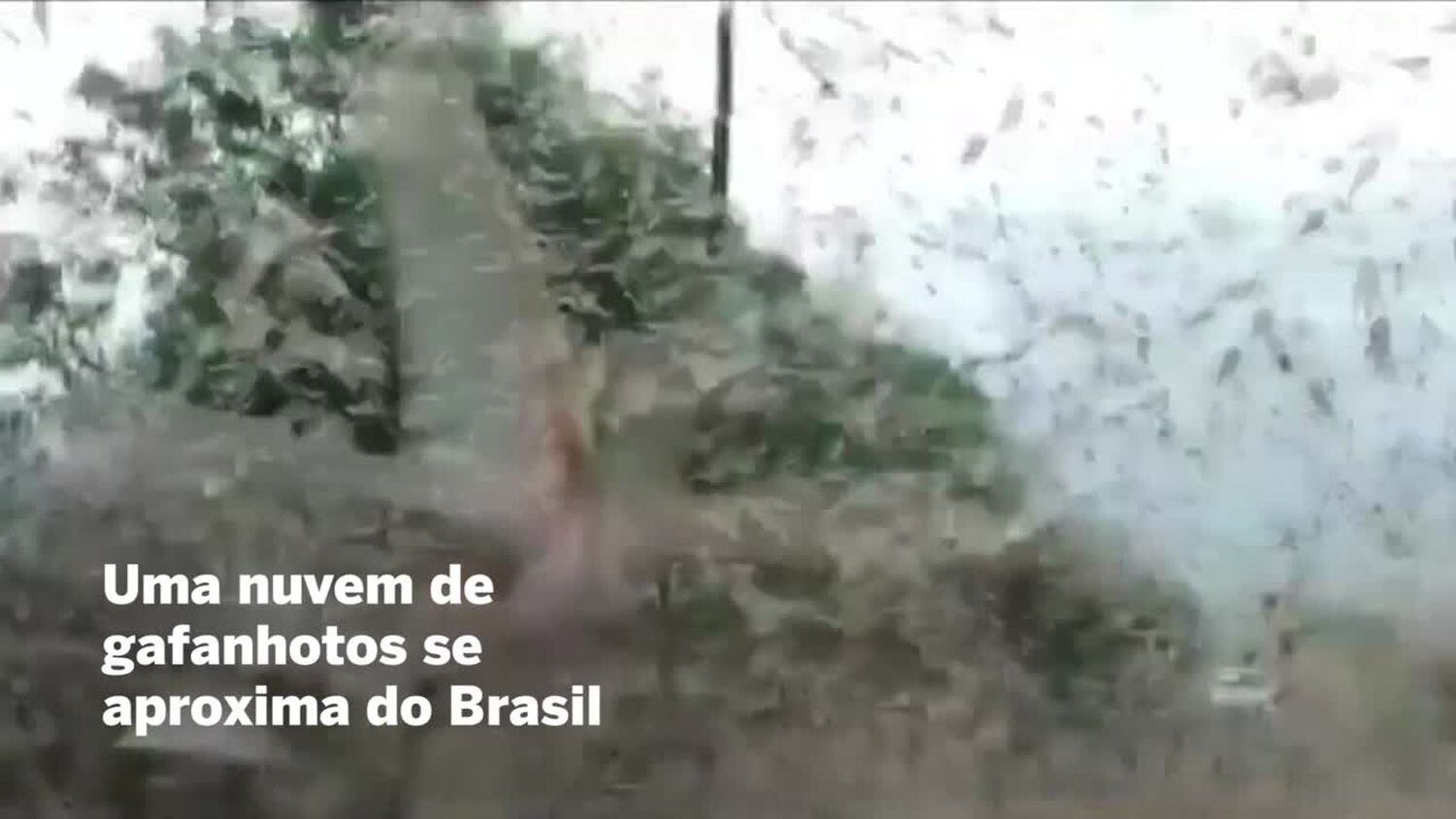 Bahia em Pauta » Blog Archive » Agricultores do Rio Grande do Sul apostam  no frio para espantar nuvem de gafanhotos que percorre a Argentina