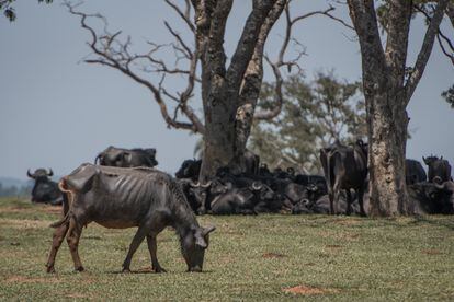 Búfalos abandonados em fazenda de Brotas, interior de São Paulo