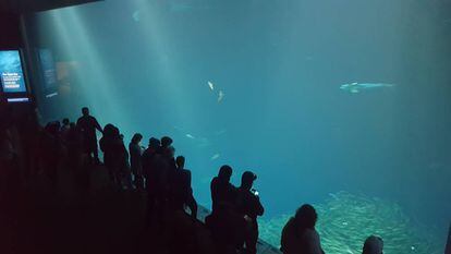 O Aquarium onde passeiam personagens de ‘Big Little Lies’.