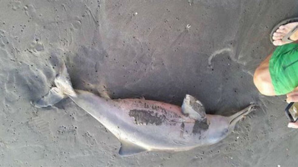 Um dos golfinhos, morto na orla.