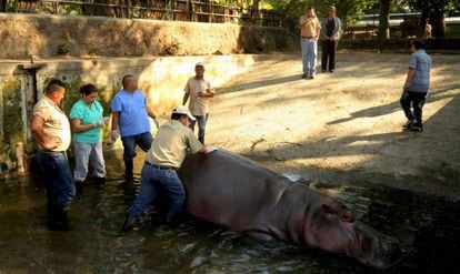 Funcionários do zoológico atendendo o hipopótamo Gustavito.
