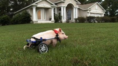 O porco ‘Chris P. Bacon’, cujas patas traseiras estão atrofiadas desde o nascimento, é um dos protagonistas do documentário ‘My bionic pet’, da PBS.