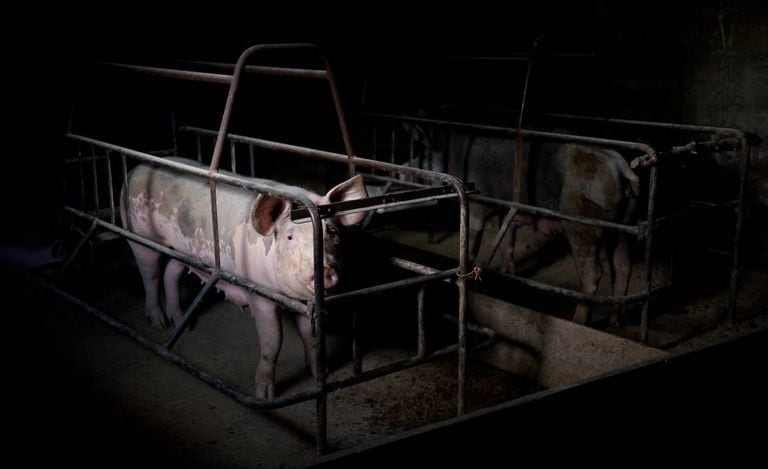‘Camisa de parto’ de uma fazenda de exploração animal no México.