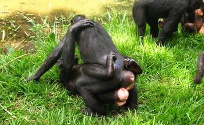 Duas fêmeas esfregam suas genitálias em LuiKotale, na República Democrática do Congo.