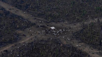Vista aérea de um desmatamento na Amazônia para expansão da pecuária, em Lábrea, Amazonas.