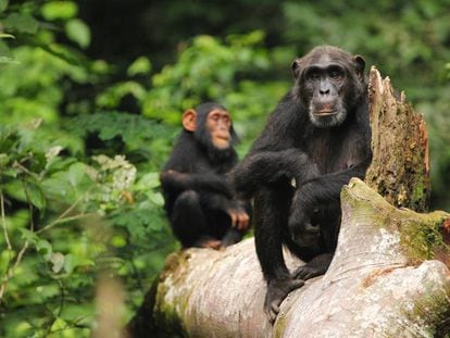O conhecimento adquirido e transmitido pelos chimpanzés está em risco.