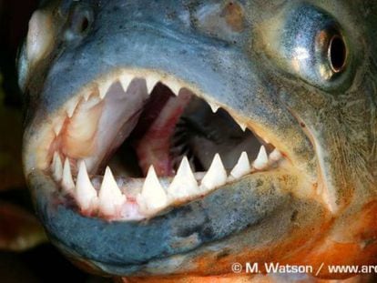 Um exemplar de piranha.