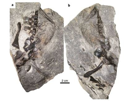Os fósseis de 'D. unamakiensis' encontrados no Canadá.