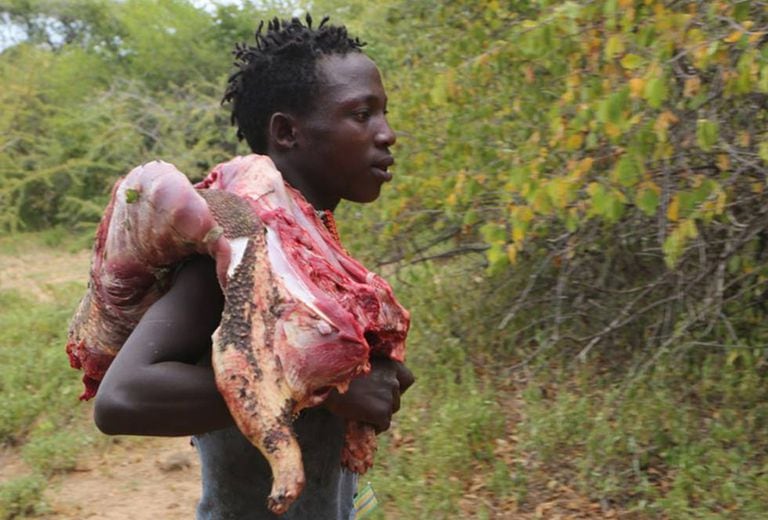 Caçador hadza volta ao acampamento com o porco-espinho que caçou no ombro