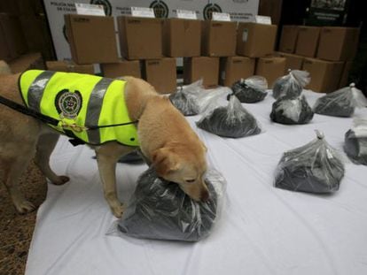 A cadela policial ‘Mona’ com o carregamento de cocaína preta.