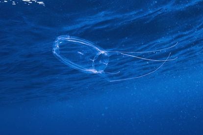 A pequena irukandji (‘Carukia barnesi’), pequena medusa responsável por uma doença misteriosa.