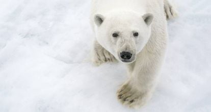 Um urso polar no Ártico.