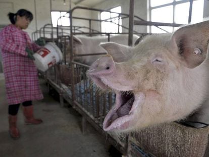 Uma mulher dá água a porcos em uma fazenda de Liaocheng, na China.