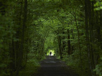 Vegetação em bosque europeu.