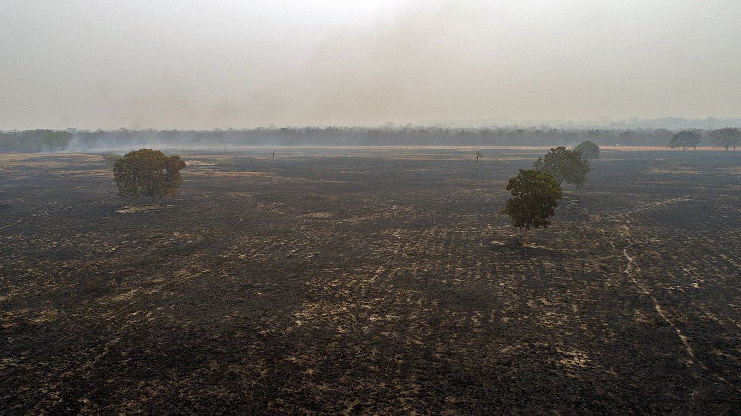 Queimada devasta floresta nas proximidades de Cuiabá.