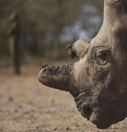 Retrato de Najin, um dos únicos cinco exemplares que restam vivos da subespécie de rinoceronte branco do norte.