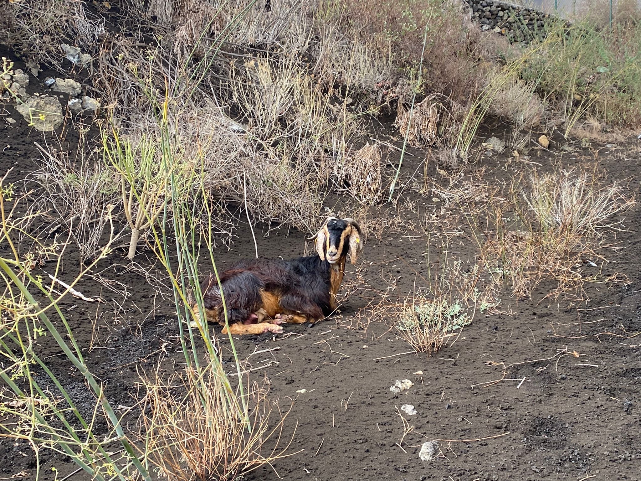 Uma cabra doméstica fotografada por Manuel Nogales na área próxima à lava. 