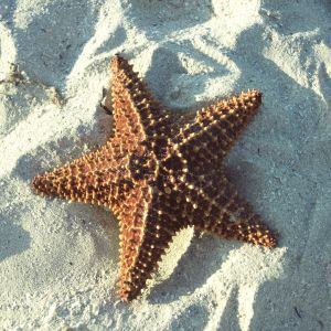Uma estrela do mar em Cuba.