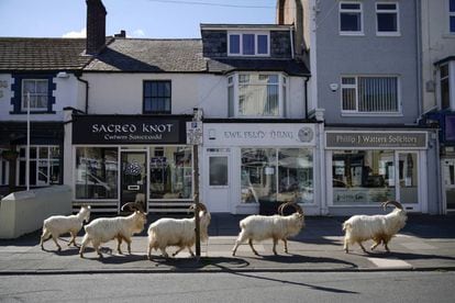 Um grupo de cabras montesas anda pelas ruas de Llandudno, em Gales.