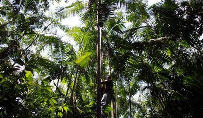 Imagem da Amazônia brasileira.